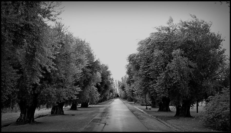 "La calle de los olivos" de Alberto Elizalde