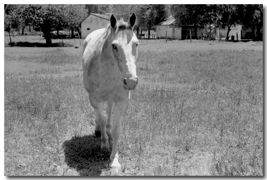 "Un caballito soado" de Maria Cristina Silva