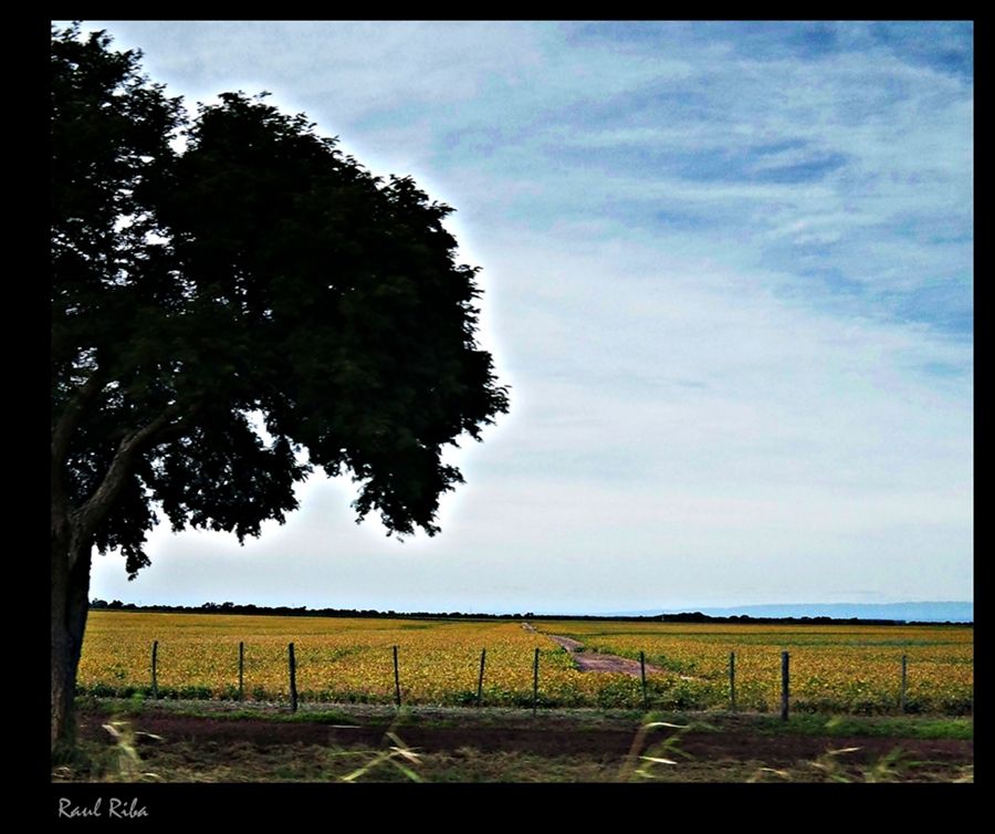 "el rbol" de Ral Riba