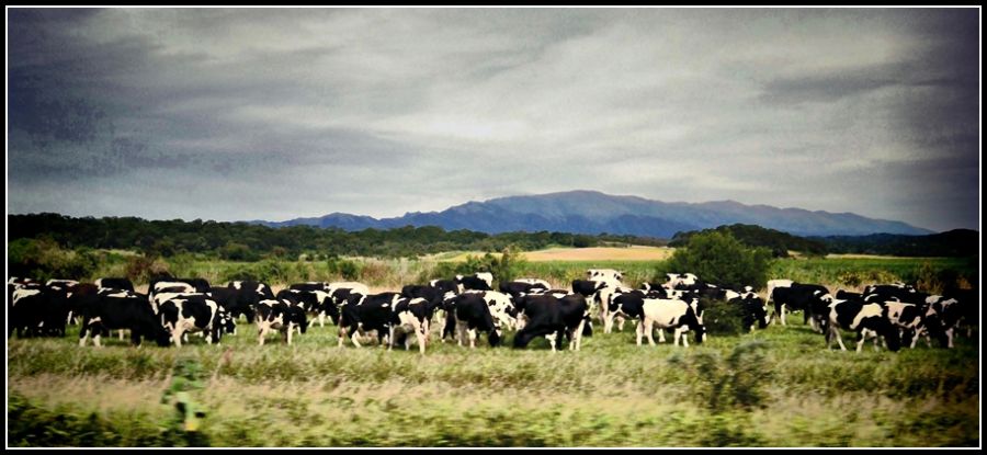 "Carne Argentina" de Ral Riba