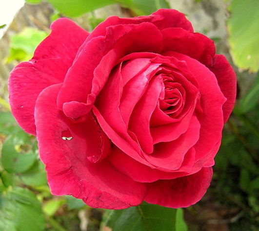 "La belleza de una rosa" de Mara Griselda Garca Cuerva