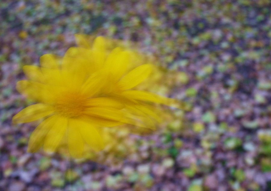 "Flor de otoo" de Bernarda Ballesteros