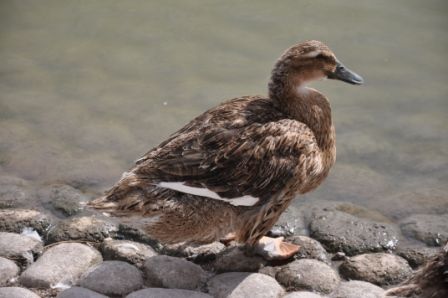 "`AVES DEL PARQUE CENTRAL` (269)" de Jose Alberto Vicente