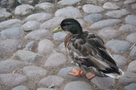 "`LAS AVES DEL PARQUE CENTRAL`(273)" de Jose Alberto Vicente