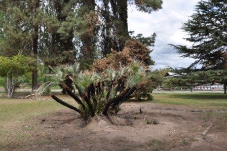 "ROSEDAL PARQUE GRAL. SAN MARTIN (293)" de Jose Alberto Vicente