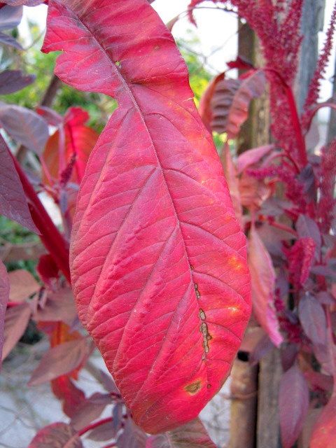 "Rojo otoal" de Mara Griselda Garca Cuerva