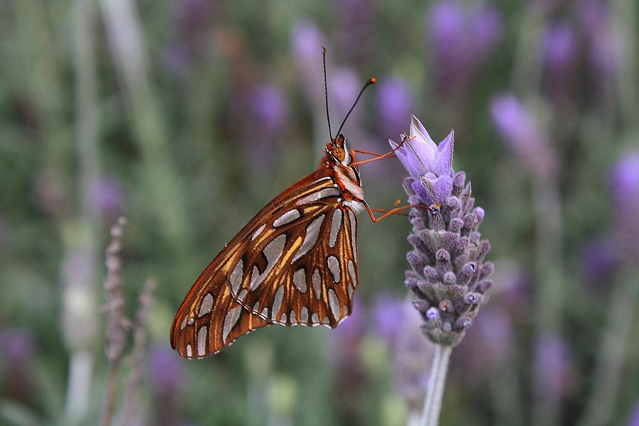 "Mi Mariposa" de Stella Maris Kippke