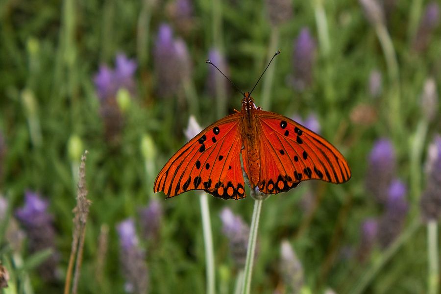 "Mi mariposa 2" de Stella Maris Kippke