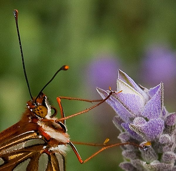 "esta flor es ma" de Stella Maris Kippke