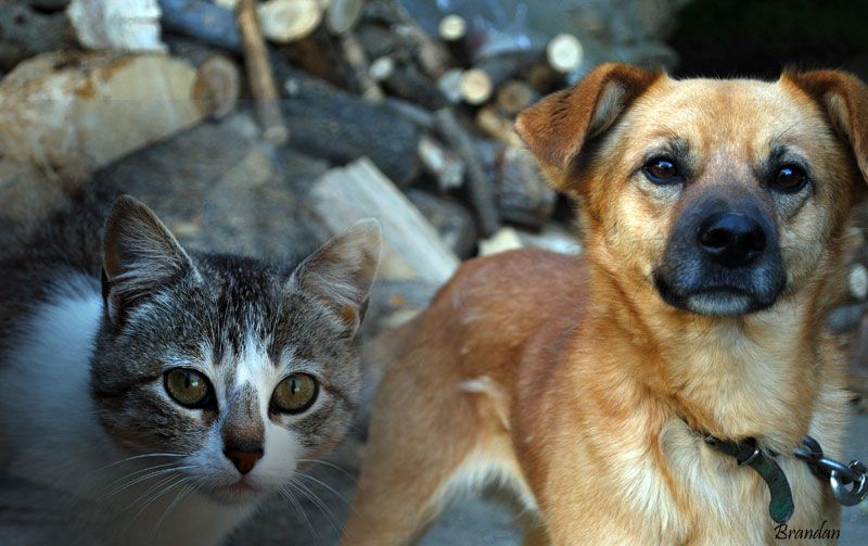 "Como perros y gatos" de M Luisa Savirn Cuartango