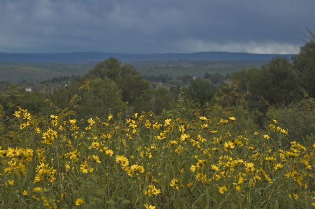 "flores de otoo" de Gustavo Andino