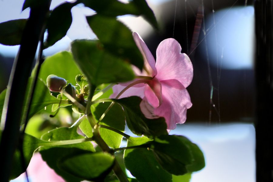 "Rosa  de otoo" de Tesi Salado