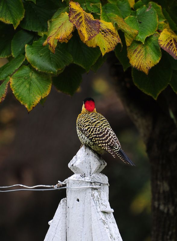 "woody woodpecker" de Maximiliano Jaquenod