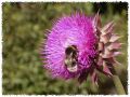 Flor de cardo y abejorro