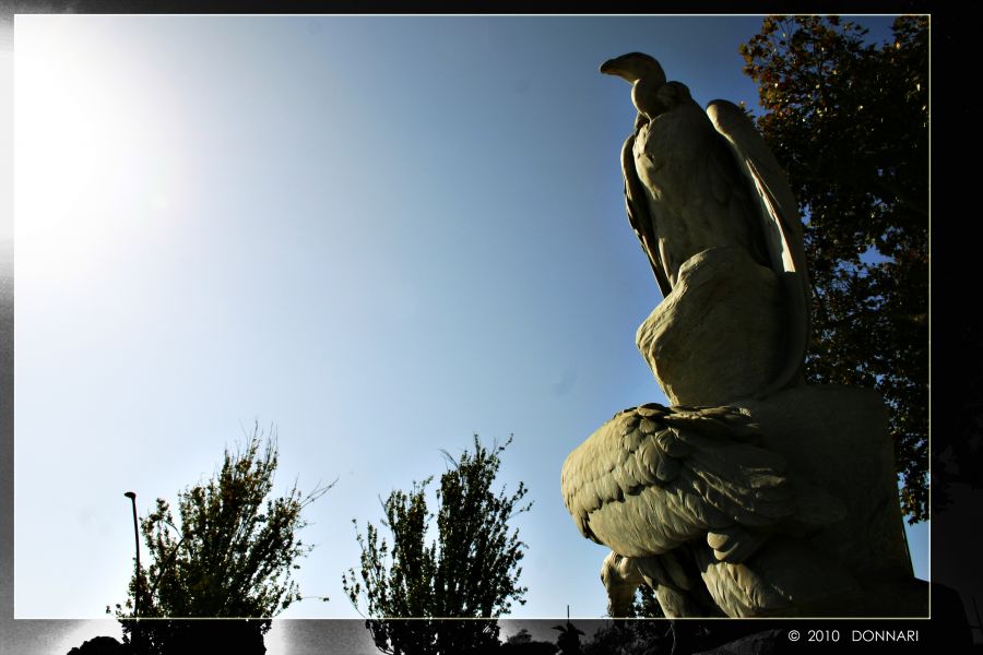 "Ave mirando al sudoeste..." de Carlo Donnari