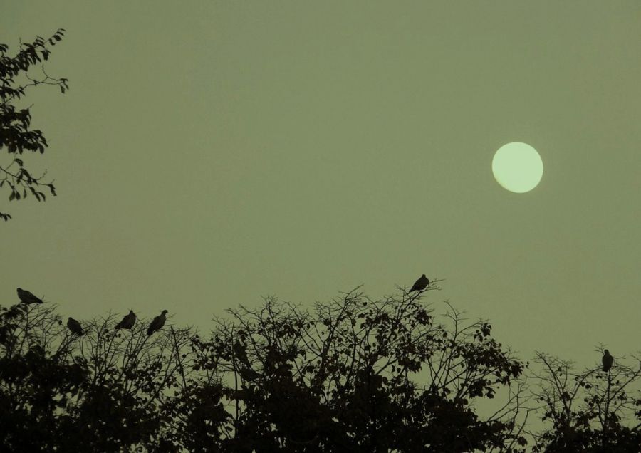 "La paloma enamorada de la luna" de Bernarda Ballesteros