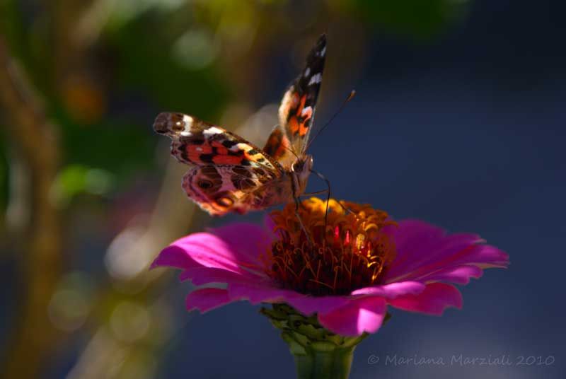 "Mariposa" de Mariana Marziali