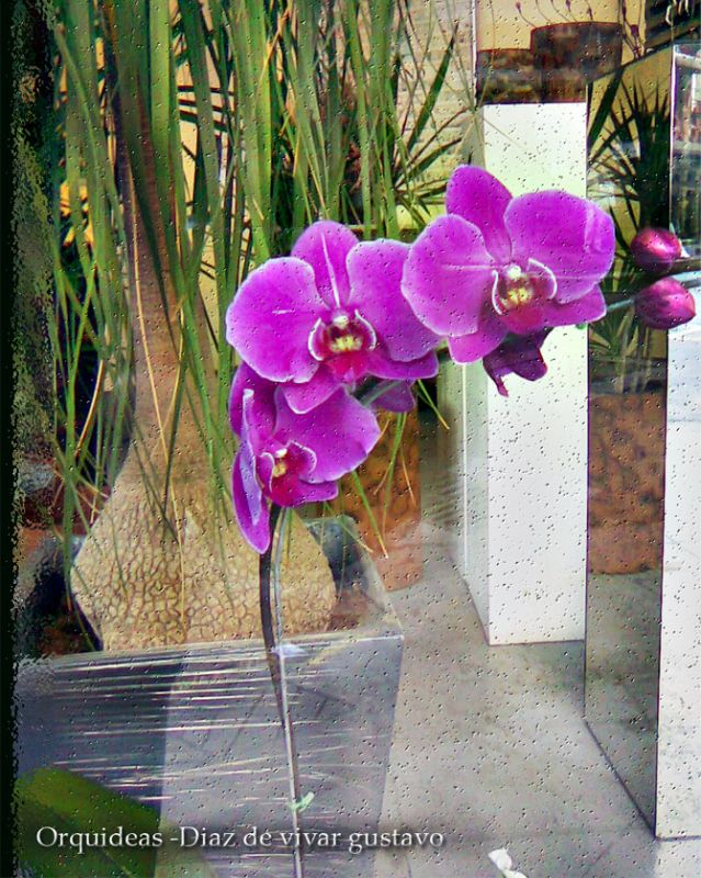 "orquideas - diaz de vivar gustavo" de Gustavo Diaz de Vivar