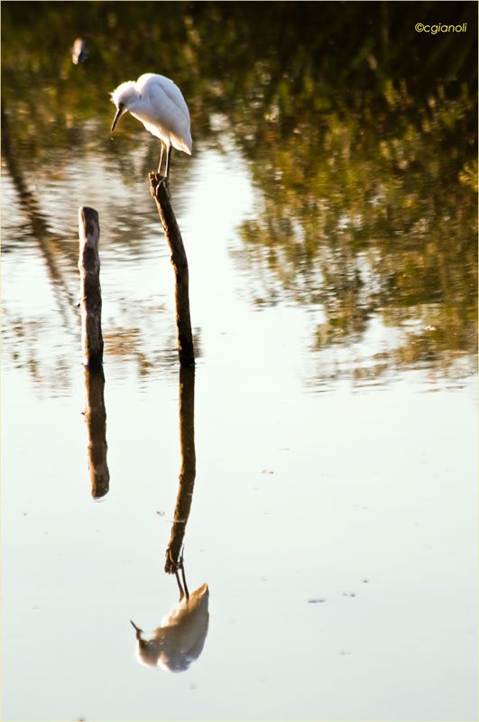 "Reflejo" de Carlos Gianoli