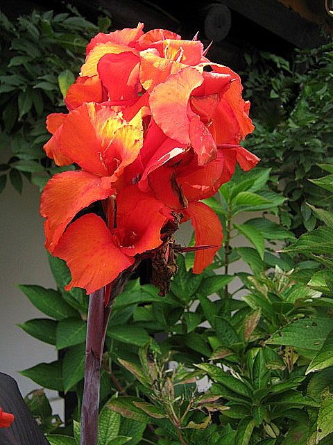 "Roja belleza" de Mara Griselda Garca Cuerva