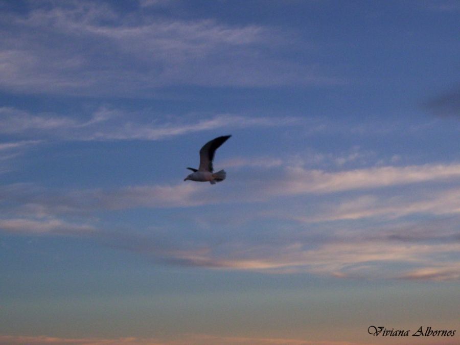 "vuelo" de Viviana Albornos