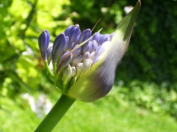 "Flor de la virgen" de Ayelen Lopasso