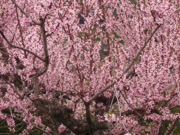 "oda a la primavera" de laly blazquez gil