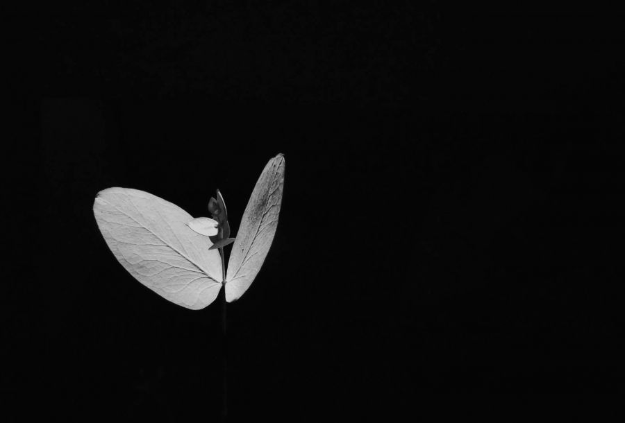 "Mariposa perfumada" de Bernarda Ballesteros