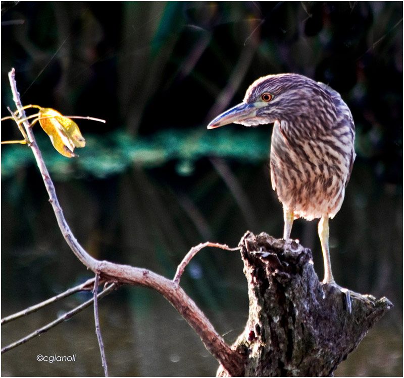 "Garza Bruja Juvenil" de Carlos Gianoli