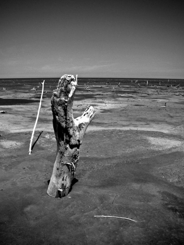 "El grito de la naturaleza" de Claudia Alejandra Allala