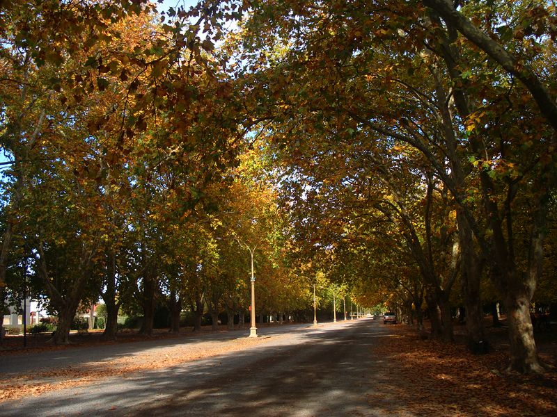 "Avenida" de Eli - Elisabet Ferrari