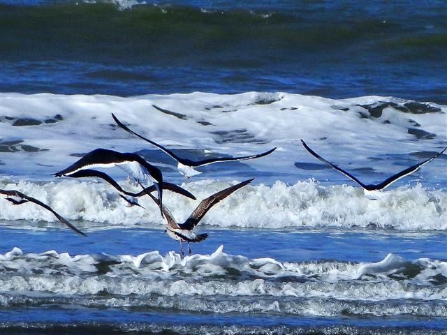 "otra de gaviotas" de estela rosso