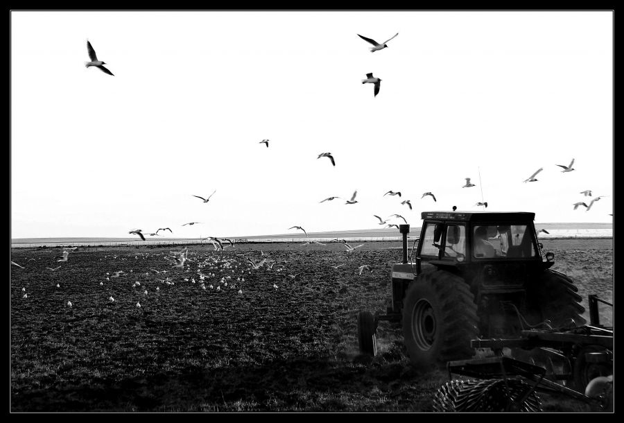 "Trabajando en el campo" de Seba Japas