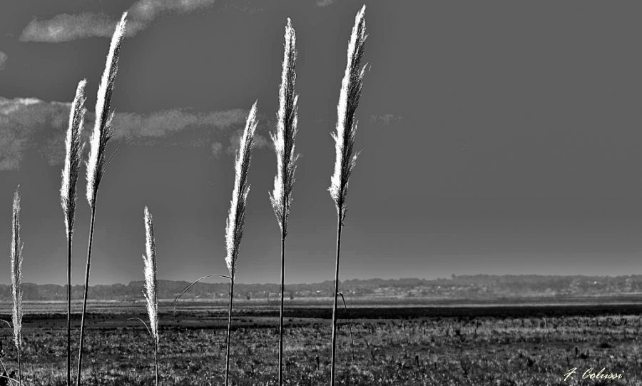 "anemmetros naturales" de Fernando Oscar Colussi