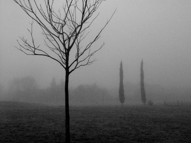 "Arbolito en la niebla" de Gregorio Donikian