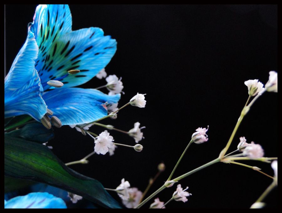 "Pequeas flores - color" de Virginia Rapallini