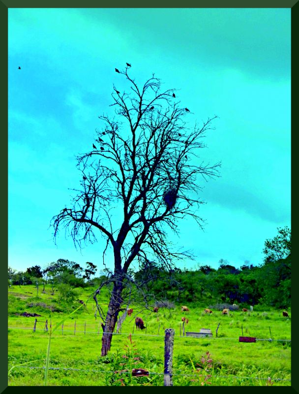 "casa de pajaros" de Daniel Aciar