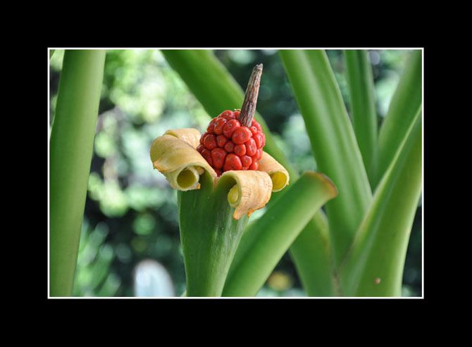 "Flor de Primavera" de Martn Cory