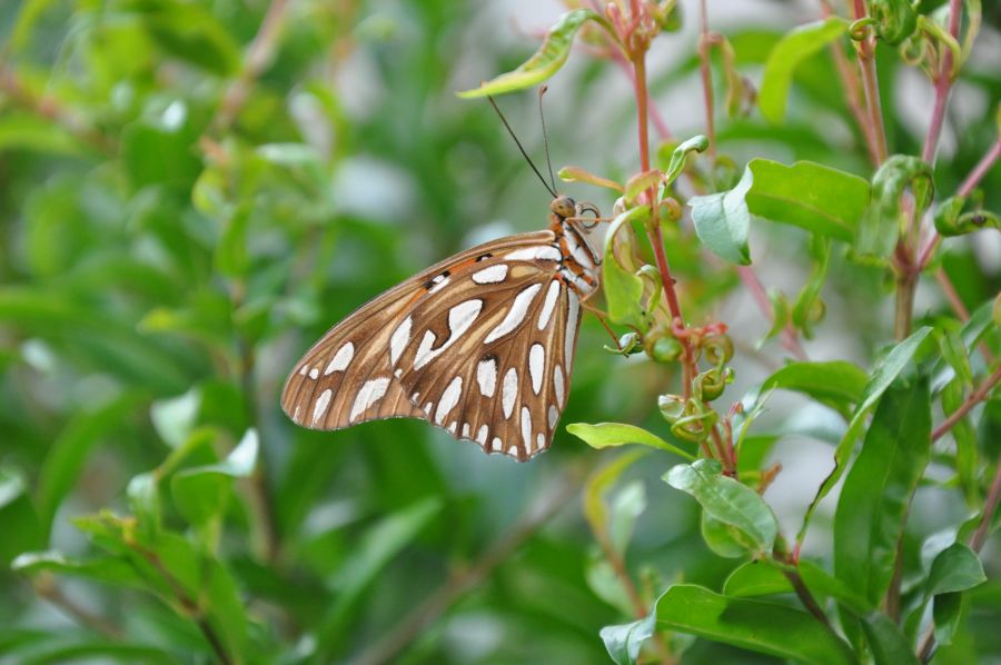 "Borboleta" de Martn Cory