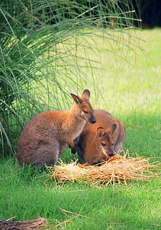 "Wallabies" de Alberto Jara