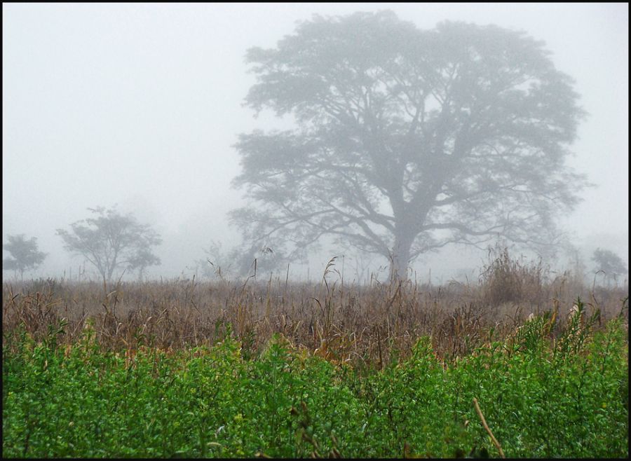 "Paisaje con niebla 2" de Ruben Perea