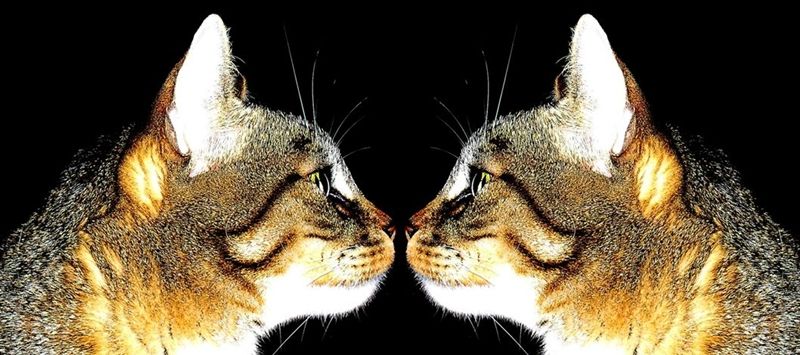 "reflexo de lo gatito ..." de Anglica Pegas