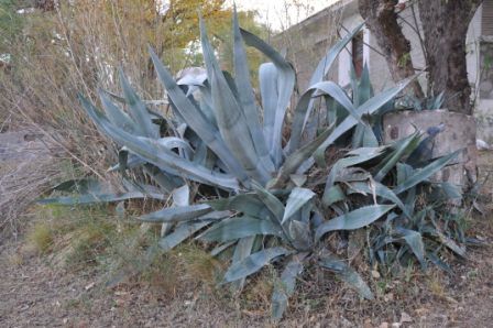 "`NATURALEZA` (0926)" de Jose Alberto Vicente