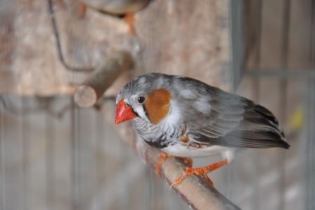 "`AVES - DIAMANTE`" de Jose Alberto Vicente