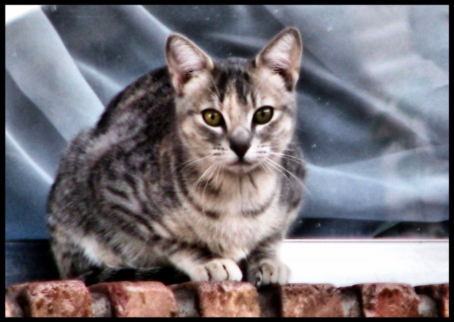 "UN GATO EN LA VENTANA" de Juan Esteban Pieralisi