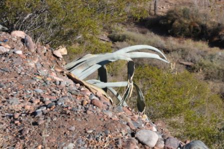 "`NATURALEZA EN LA PROV. DE MENDOZA`" de Jose Alberto Vicente