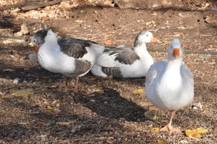 "`LOS SEORES PATOS`" de Jose Alberto Vicente