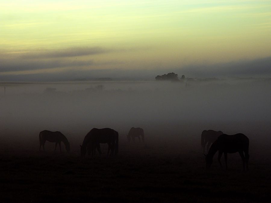 "Caballos en la niebla" de Arturo Rey