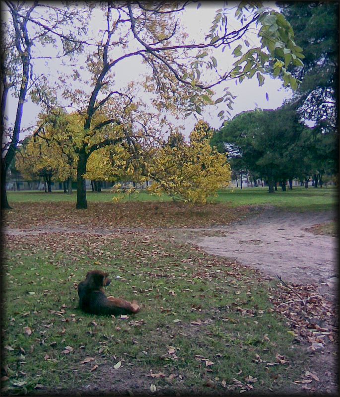 "Otoo en el parque" de Luis Carlos Buscaglia