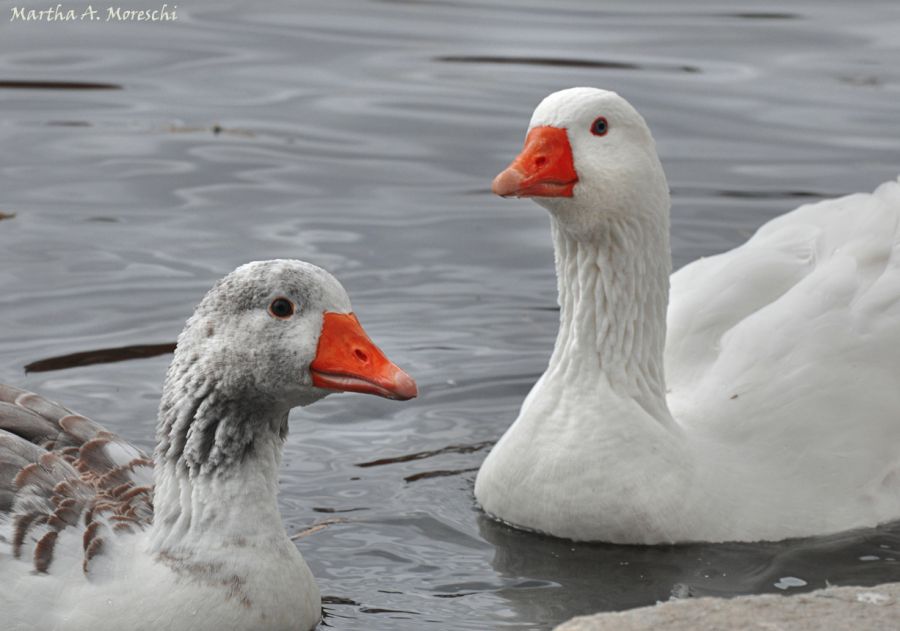 "Amores patos" de Martha A. Moreschi